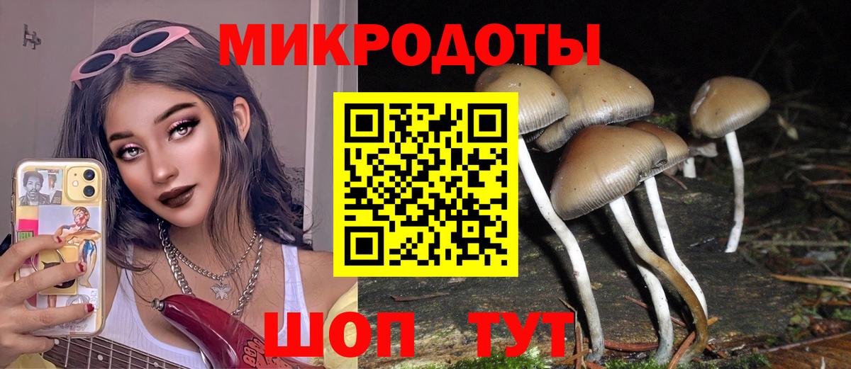 Галлюциногенные грибы Psilocybe Александров